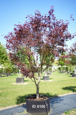 Christoph-Ulmer-Baumschulen-Weilheim-Teck-6100-Acer-palmatum-FG.1-Japanischer-Ahorn-Schirmform