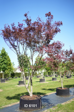 Christoph-Ulmer-Baumschulen-Weilheim-Teck-6101-Acer-palmatum-FG.1-Japanischer-Ahorn-Schirmform