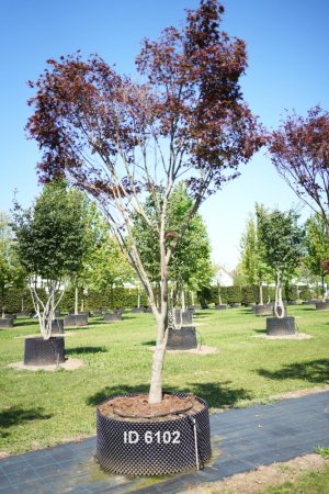 Christoph-Ulmer-Baumschulen-Weilheim-Teck-6102-Acer-palmatum-FG.1-Japanischer-Ahorn-Schirmform