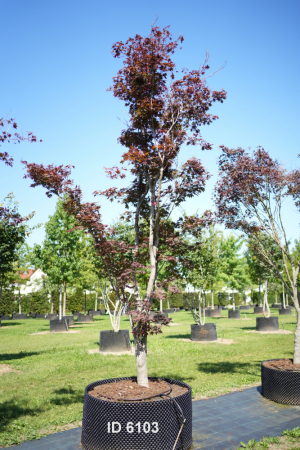 Christoph-Ulmer-Baumschulen-Weilheim-Teck-6103-Acer-palmatum-FG.1-Japanischer-Ahorn-Schirmform