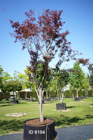 Christoph-Ulmer-Baumschulen-Weilheim-Teck-6104-Acer-palmatum-FG.1-Japanischer-Ahorn-Schirmform