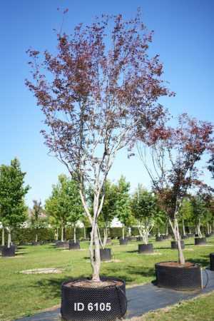 Christoph-Ulmer-Baumschulen-Weilheim-Teck-6105-Acer-palmatum-FG.1-Japanischer-Ahorn-Schirmform