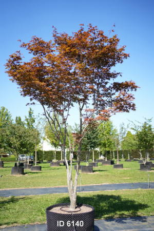Christoph-Ulmer-Baumschulen-Weilheim-Teck-6140-Acer-palmatum-Fireglow-Japanischer-Ahorn-Fireglow-Schirmform