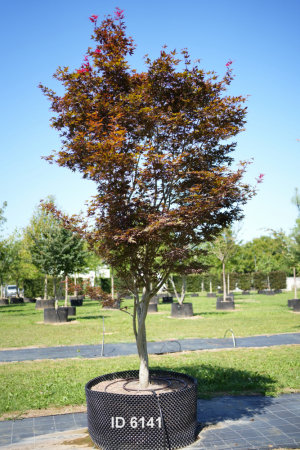 Christoph-Ulmer-Baumschulen-Weilheim-Teck-6141-Acer-palmatum-Bloodgood-Japanischer-Ahorn-Schirmform