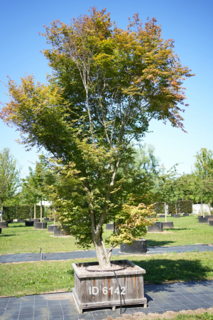 Christoph-Ulmer-Baumschulen-Weilheim-Teck-6142-Acer-palmatum-Japanischer-Ahorn-Schirmform