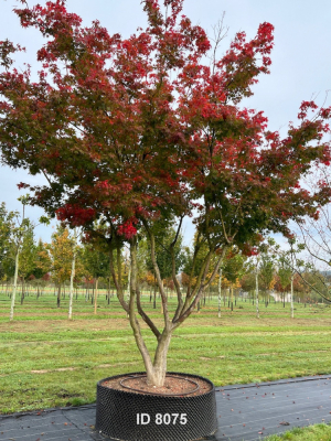 Christoph-Ulmer-Baumschulen-Weilheim-Teck-8075-Acer-palmatum-Japanischer-Ahorn-Unikat-Herbstfaerbung