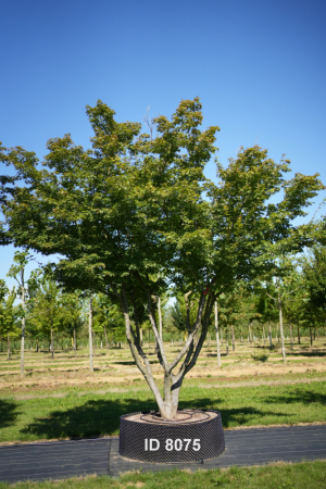 Christoph-Ulmer-Baumschulen-Weilheim-Teck-8075-Acer-palmatum-Japanischer-Ahorn-Unikat