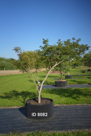 Christoph-Ulmer-Baumschulen-Weilheim-Teck-8082-Acer-palmatum-Japanischer-Ahorn