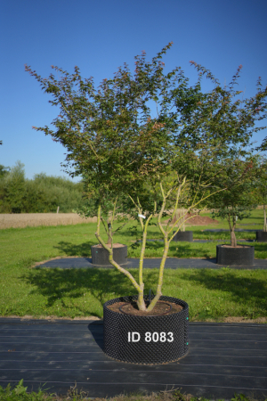 Christoph-Ulmer-Baumschulen-Weilheim-Teck-8083-Acer-palmatum-Japanischer-Ahorn