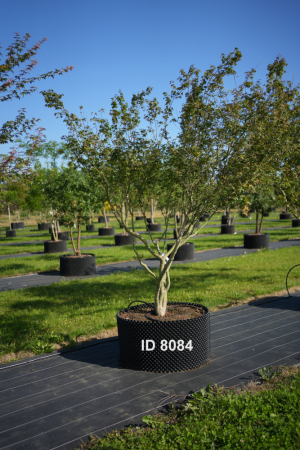 Christoph-Ulmer-Baumschulen-Weilheim-Teck-8084-Acer-palmatum-Japanischer-Ahorn
