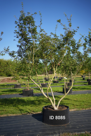 Christoph-Ulmer-Baumschulen-Weilheim-Teck-8085-Acer-palmatum-Japanischer-Ahorn