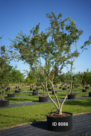 Christoph-Ulmer-Baumschulen-Weilheim-Teck-8086-Acer-palmatum-Japanischer-Ahorn