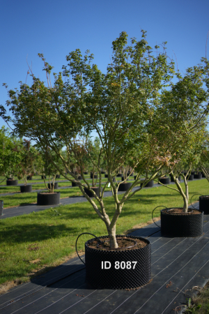 Christoph-Ulmer-Baumschulen-Weilheim-Teck-8087-Acer-palmatum-Japanischer-Ahorn