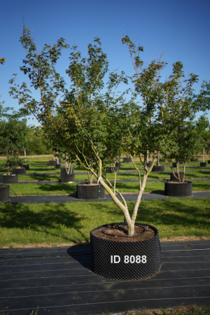 Christoph-Ulmer-Baumschulen-Weilheim-Teck-8088-Acer-palmatum-Japanischer-Ahorn
