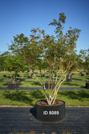 Christoph-Ulmer-Baumschulen-Weilheim-Teck-8089-Acer-palmatum-Japanischer-Ahorn