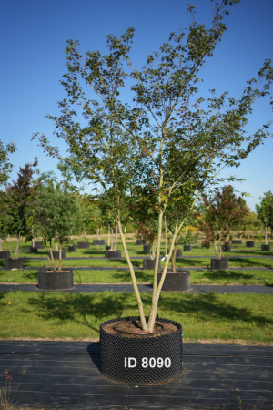Christoph-Ulmer-Baumschulen-Weilheim-Teck-8090-Acer-palmatum-Japanischer-Ahorn