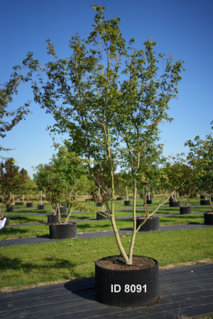 Christoph-Ulmer-Baumschulen-Weilheim-Teck-8091-Acer-palmatum-Japanischer-Ahorn
