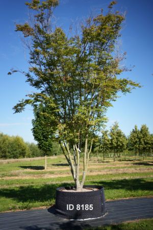 Christoph-Ulmer-Baumschulen-Weilheim-Teck-8185-Acer-palmatum-Japanischer-Ahorn