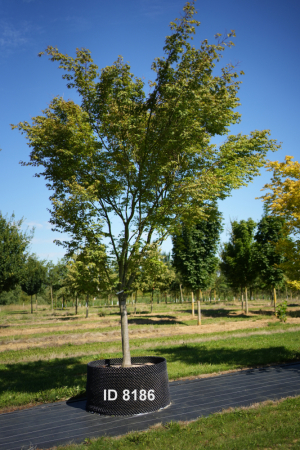 Christoph-Ulmer-Baumschulen-Weilheim-Teck-8186-Acer-palmatum-Japanischer-Ahorn