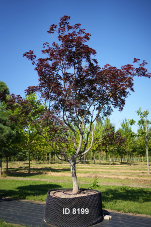 Christoph-Ulmer-Baumschulen-Weilheim-Teck-8199-Acer-palmatum-Japanischer-Ahorn-Schirm-Unikat