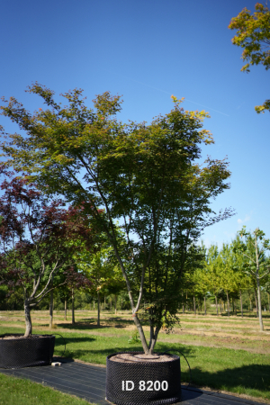 Christoph-Ulmer-Baumschulen-Weilheim-Teck-8200-Acer-palmatum-Japanischer-Ahorn-Schirm