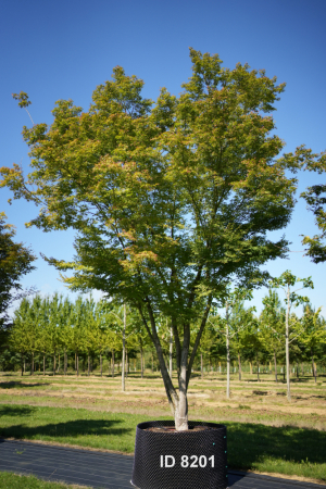 Christoph-Ulmer-Baumschulen-Weilheim-Teck-8201-Acer-palmatum-Japanischer-Ahorn-Schirm