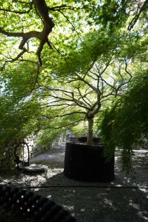 Christoph-Ulmer-Baumschulen-Weilheim-Teck-Acer-palmatum-Dissectum-Viridis-Japanischer-Ahorn-001