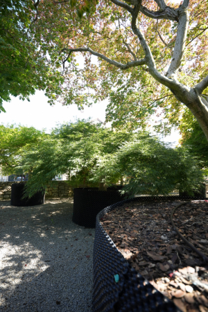 Christoph-Ulmer-Baumschulen-Weilheim-Teck-Acer-palmatum-Dissectum-Viridis-Japanischer-Ahorn-002