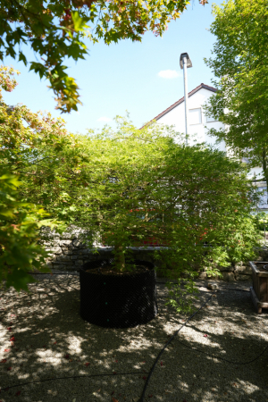 Christoph-Ulmer-Baumschulen-Weilheim-Teck-Acer-palmatum-Dissectum-Viridis-Japanischer-Ahorn-003