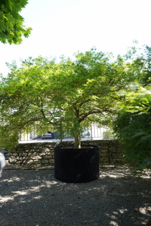 Christoph-Ulmer-Baumschulen-Weilheim-Teck-Acer-palmatum-Dissectum-Viridis-Japanischer-Ahorn