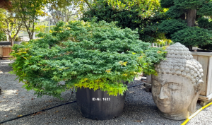 Christoph-Ulmer-Baumschulen-Weilheim-Teck-Aktuelle-Solitaergehoelze-1633-Acer-palmatum-Little-Princess
