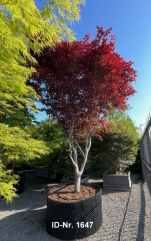 Christoph-Ulmer-Baumschulen-Weilheim-Teck-Aktuelle-Solitaergehoelze-1647-Acer-palmatum-Fire-Glow