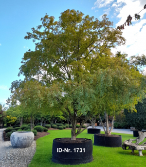 Christoph-Ulmer-Baumschulen-Weilheim-Teck-Aktuelle-Solitaergehoelze-1731-Acer-palmatum-V