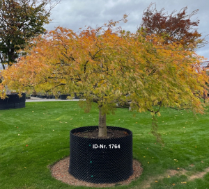 Christoph-Ulmer-Baumschulen-Weilheim-Teck-Aktuelle-Solitaergehoelze-1764-Acer-palmatum-Dissectum-Viridis-II