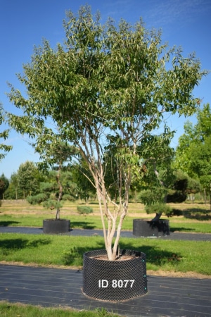 Christoph-Ulmer-Baumschulen-Weilheim-Teck-8077-Heptacodium-miconioides-Sieben-Soehne-des-Himmels