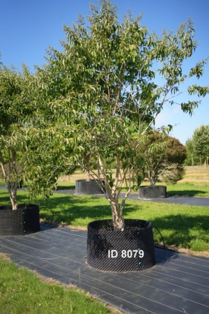 Christoph-Ulmer-Baumschulen-Weilheim-Teck-8079-Heptacodium-miconioides-Sieben-Soehne-des-Himmels