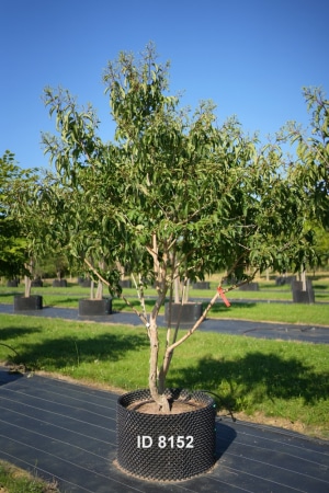 Christoph-Ulmer-Baumschulen-Weilheim-Teck-8152-Heptacodium-miconioides-Sieben-Soehne-des-Himmels