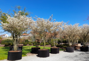 Amelanchier-lamarckii-IX