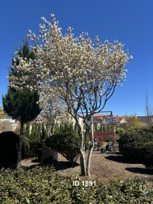 Christoph-Ulmer-Baumschulen-Weilheim-Teck-1891-Amelanchier-lamarckii-Kupferfelsenbirne-gedrehte-Staemme-Unikat-Bluete