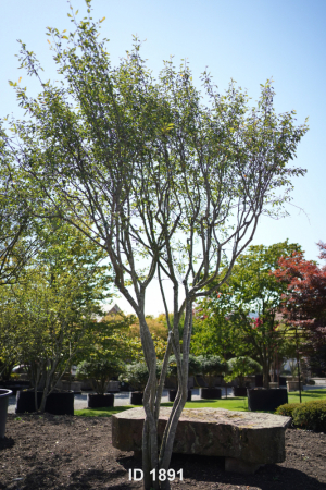 Christoph-Ulmer-Baumschulen-Weilheim-Teck-1891-Amelanchier-lamarckii-Kupferfelsenbirne-gedrehte-Staemme-Unikat