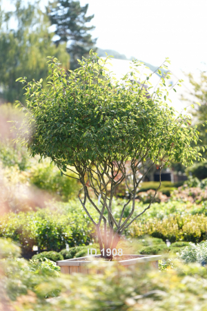 Christoph-Ulmer-Baumschulen-Weilheim-Teck-1908-Amelanchier-lamarckii-Kupferfelsenbirne-Schirmform
