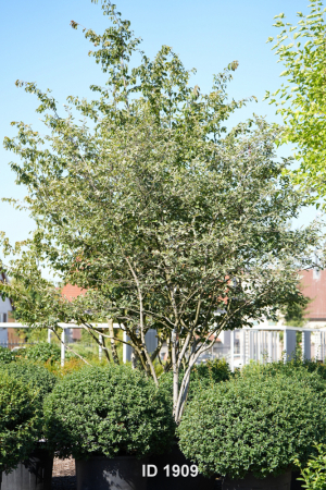 Christoph-Ulmer-Baumschulen-Weilheim-Teck-1909-Amelanchier-lamarckii-Kupferfelsenbirne-Schirmform