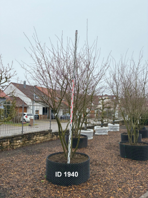 Christoph-Ulmer-Baumschulen-Weilheim-Teck-1940-Amelanchier-lamarckii-Kupferfelsenbirne-Messlatte