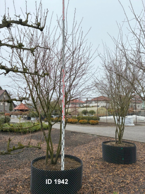 Christoph-Ulmer-Baumschulen-Weilheim-Teck-1942-Amelanchier-lamarckii-Kupferfelsenbirne-Messlatte