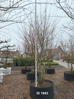 Christoph-Ulmer-Baumschulen-Weilheim-Teck-1943-Amelanchier-lamarckii-Kupferfelsenbirne-Messlatte