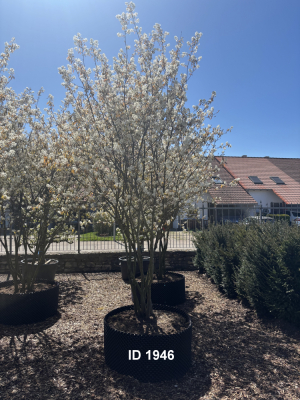 Christoph-Ulmer-Baumschulen-Weilheim-Teck-1946-Amelanchier-lamarckii-Kupferfelsenbirne-Bluete