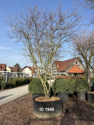 Christoph-Ulmer-Baumschulen-Weilheim-Teck-1948-Amelanchier-lamarckii-Kupferfelsenbirne-Schirmform