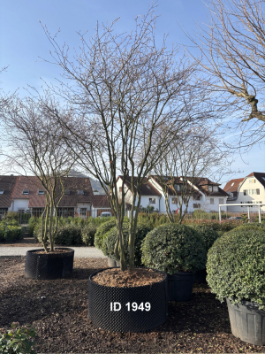 Christoph-Ulmer-Baumschulen-Weilheim-Teck-1949-Amelanchier-lamarckii-Kupferfelsenbirne-Schirmform