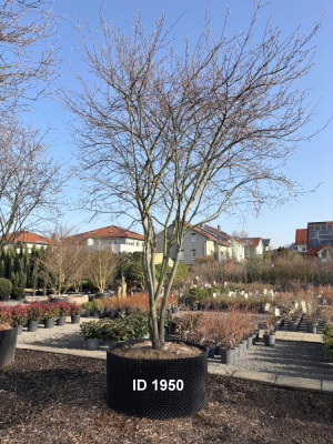 Christoph-Ulmer-Baumschulen-Weilheim-Teck-1950-Amelanchier-lamarckii-Kupferfelsenbirne-Schirmform