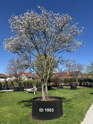 Christoph-Ulmer-Baumschulen-Weilheim-Teck-1953-Amelanchier-lamarckii-Kupferfelsenbirne-Schirmform-Bluete